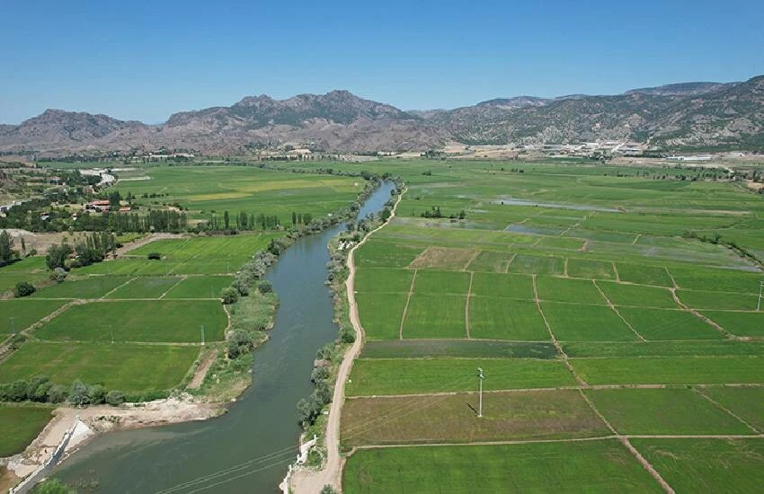 Dünya markası Osmancık pirincinin hasadında finale gelindi! Tarlalar yeşilin bin bir tonuna büründü…
