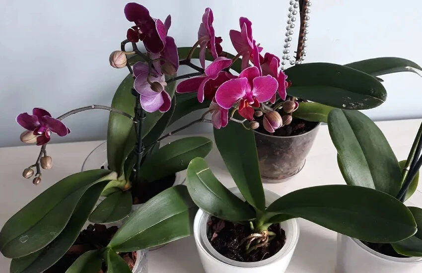 Namı çiçek coşturan! Bir bardak dökmek yetiyor, odayı Amazon ormanlarına çeviriyor...