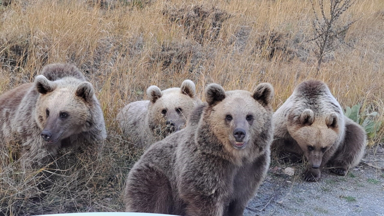 Nemrut Gölü ziyaretçilerine ayı sürprizi