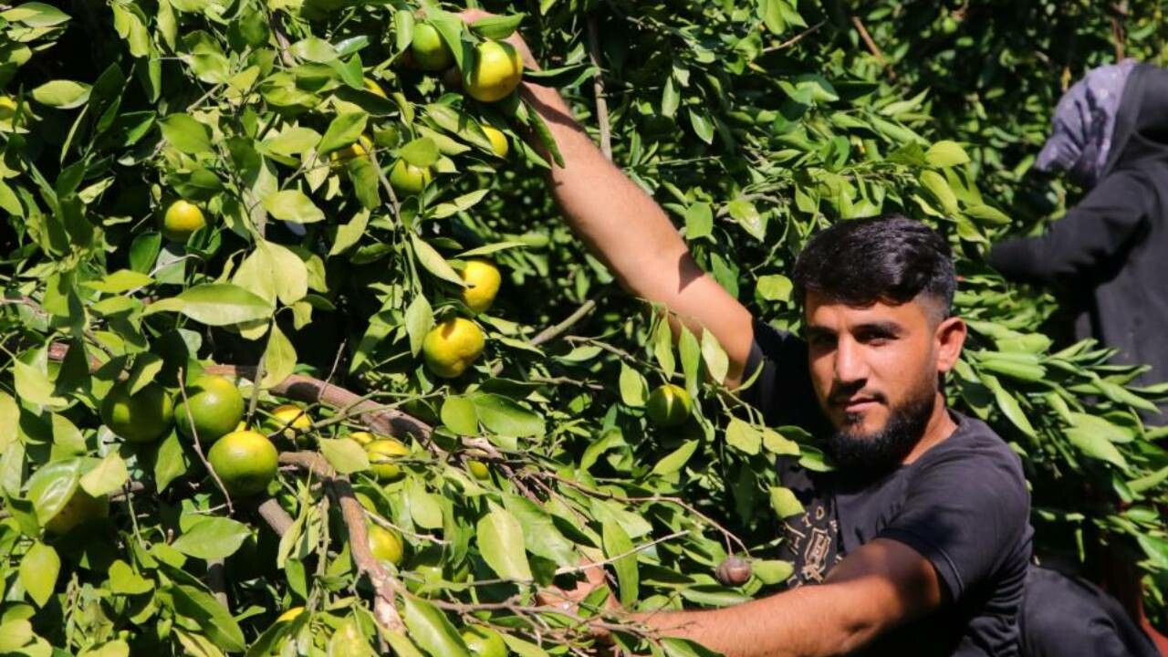 Narenciyede işçi sıkıntısı büyüyor, hasat yapılamıyor! Sektör &#039;ucuz&#039; diye Afrikalı ve yabancı uyruklu çalışan istiyor