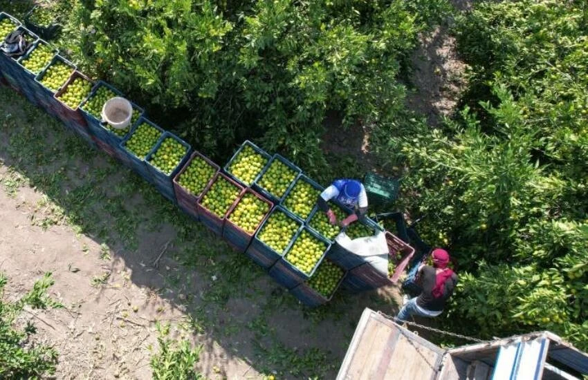 Narenciyede işçi sıkıntısı büyüyor, hasat yapılamıyor! Sektör 'ucuz' diye Afrikalı ve yabancı uyruklu çalışan istiyor