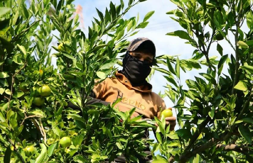 Narenciyede işçi sıkıntısı büyüyor, hasat yapılamıyor! Sektör 'ucuz' diye Afrikalı ve yabancı uyruklu çalışan istiyor