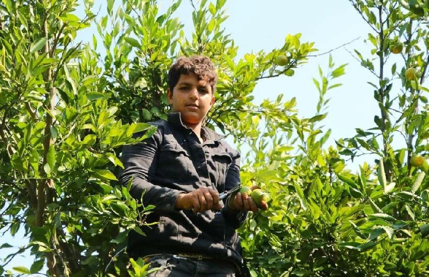 Narenciyede işçi sıkıntısı büyüyor, hasat yapılamıyor! Sektör 'ucuz' diye Afrikalı ve yabancı uyruklu çalışan istiyor