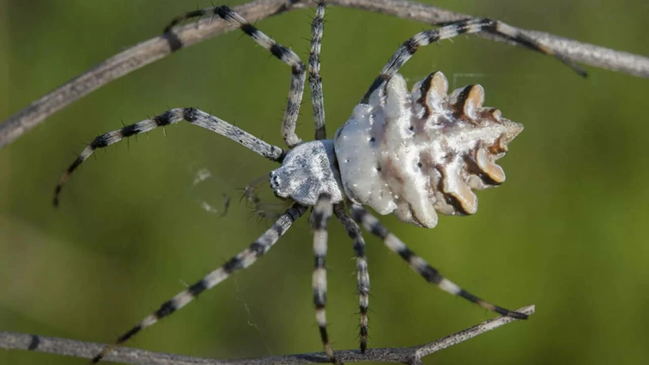 Dünyanın en ölümcül örümceklerinden... Bilecik&#039;te &#039;Argiope lobata&#039; paniği!