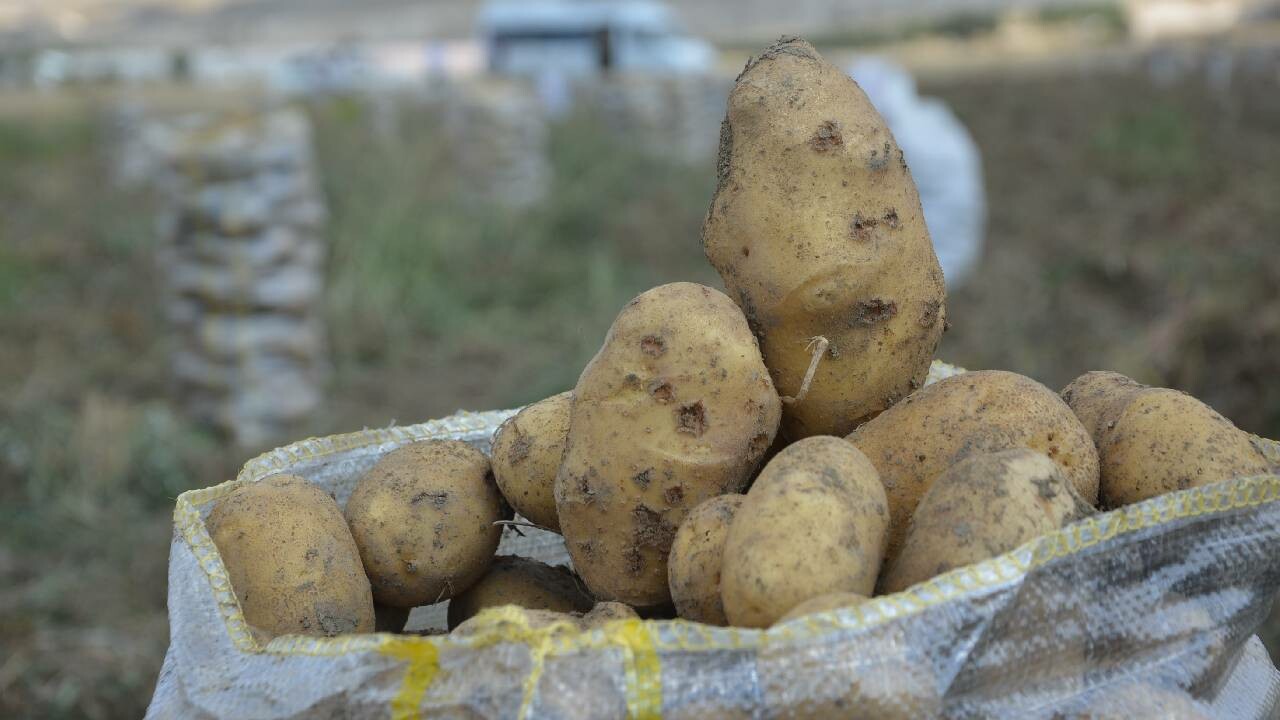 Patateste fiyatlar belli oldu! Üretici memnun: Dönüm başı 4-5 ton verim aldık...