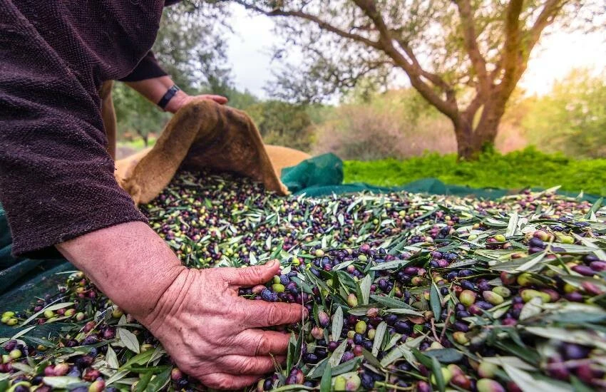 Sofralık zeytinde dünya markası! Rekor kırıldı: İhracat 100 bin tonu aştı…