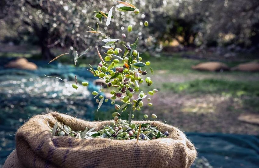 Sofralık zeytinde dünya markası! Rekor kırıldı: İhracat 100 bin tonu aştı…