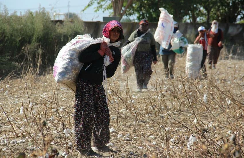 Beyaz altının dibini sıyırdılar! Tek parçası israf edilmiyor: Tarlalarda şimdi de ‘kalıntı pamuk’ mesaisi…