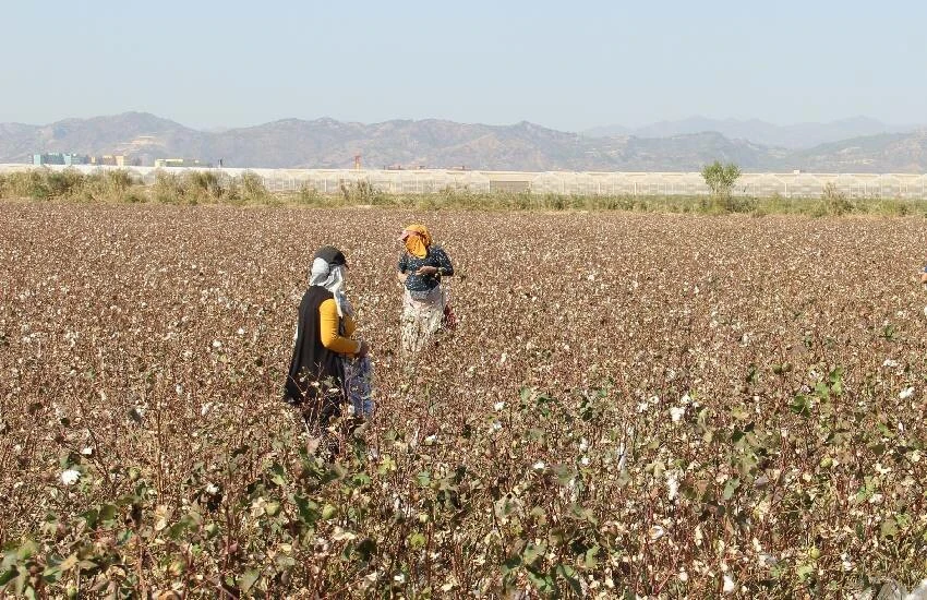 Beyaz altının dibini sıyırdılar! Tek parçası israf edilmiyor: Tarlalarda şimdi de ‘kalıntı pamuk’ mesaisi…