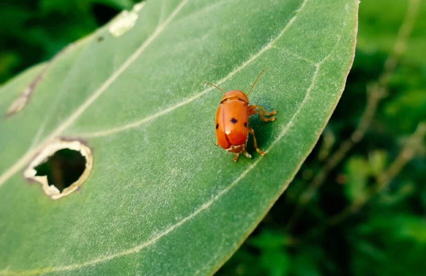 Bitkiler birbirlerini uyarıyor