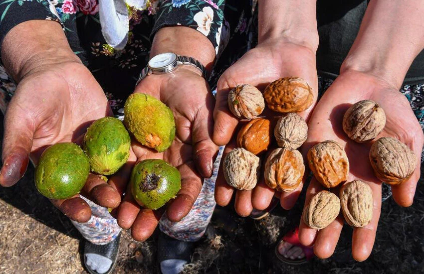 Ceviz soyma makinesi üreticiyi büyük bir dertten kurtardı.