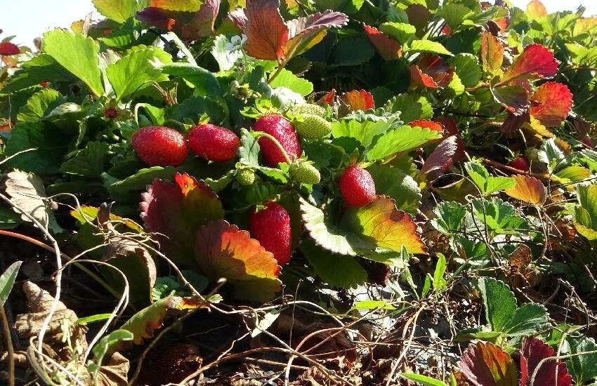 7 el bir araya geldi: Siparişlere yetişemiyorlar! Şifalı meyvenin kilosu 50 TL’den satılıyor…