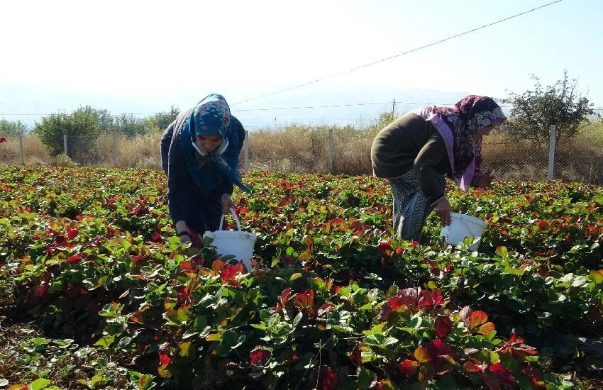 7 el bir araya geldi: Siparişlere yetişemiyorlar! Şifalı meyvenin kilosu 50 TL’den satılıyor…