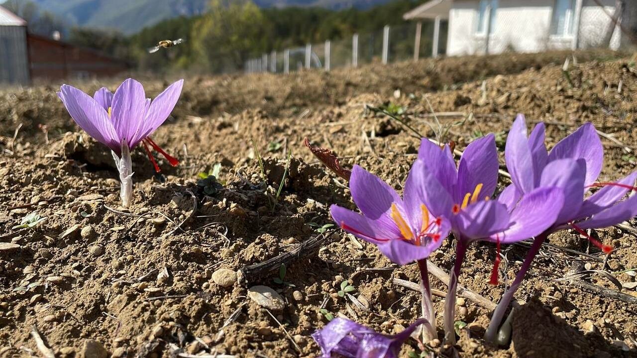 Dünyanın en pahalı baharatı çiçek açtı: Kilosu 250 bin lira! Safranda sezon bereketli, verim yüksek…