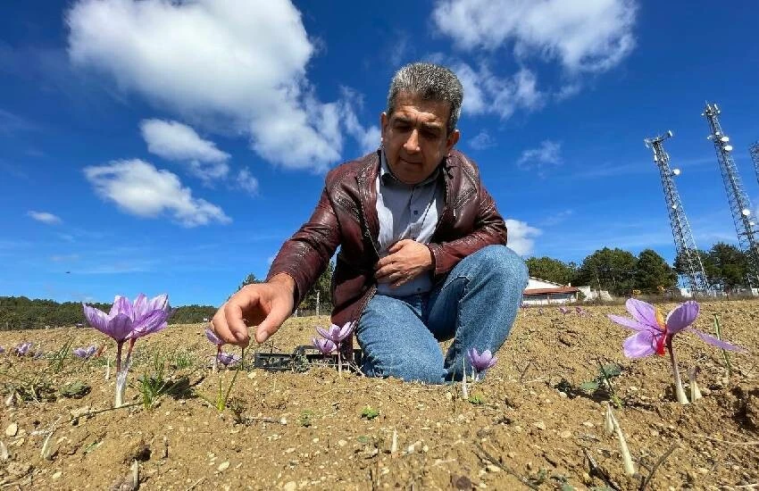 Dünyanın en pahalı baharatı çiçek açtı: Kilosu 250 bin lira! Safranda sezon bereketli, verim yüksek…