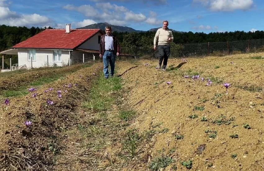 Dünyanın en pahalı baharatı çiçek açtı: Kilosu 250 bin lira! Safranda sezon bereketli, verim yüksek…