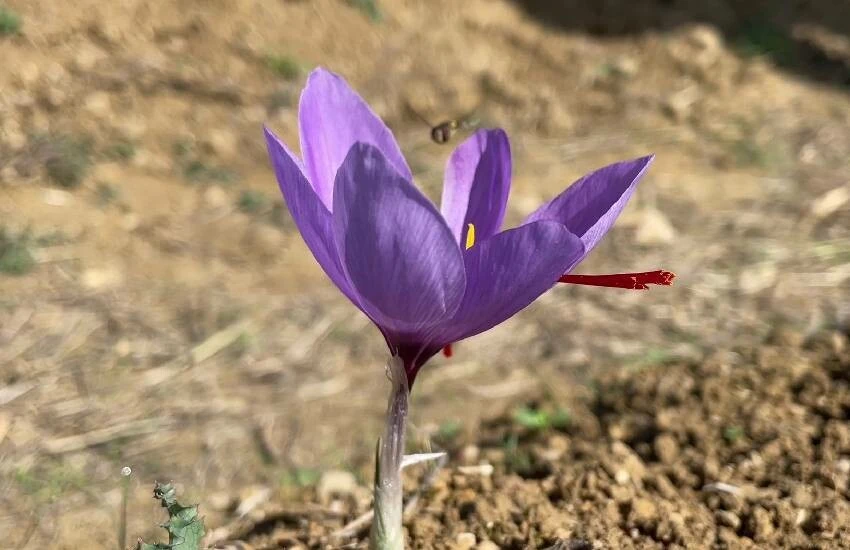 Dünyanın en pahalı baharatı çiçek açtı: Kilosu 250 bin lira! Safranda sezon bereketli, verim yüksek…