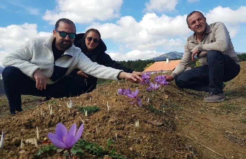 Dünyanın en pahalı baharatı çiçek açtı: Kilosu 250 bin lira! Safranda sezon bereketli, verim yüksek…