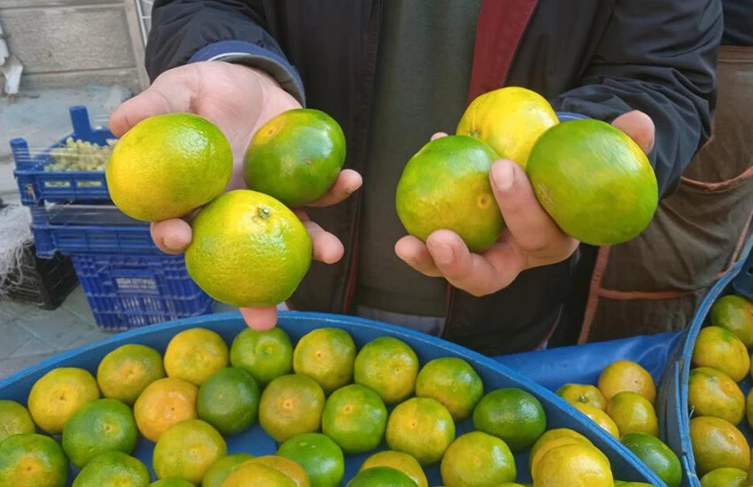 Bu sene bolluk yaşanıyor! C vitaminini deposu mandalinanın fiyatı belli oldu!