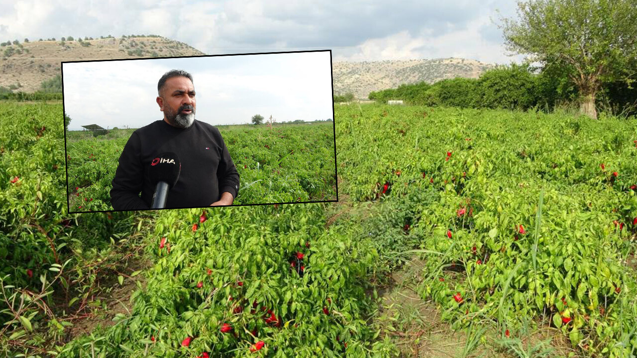 Fiyat farkı 6 katına çıkınca üretici isyan etti! Tarlada 5, markette 30 lira…