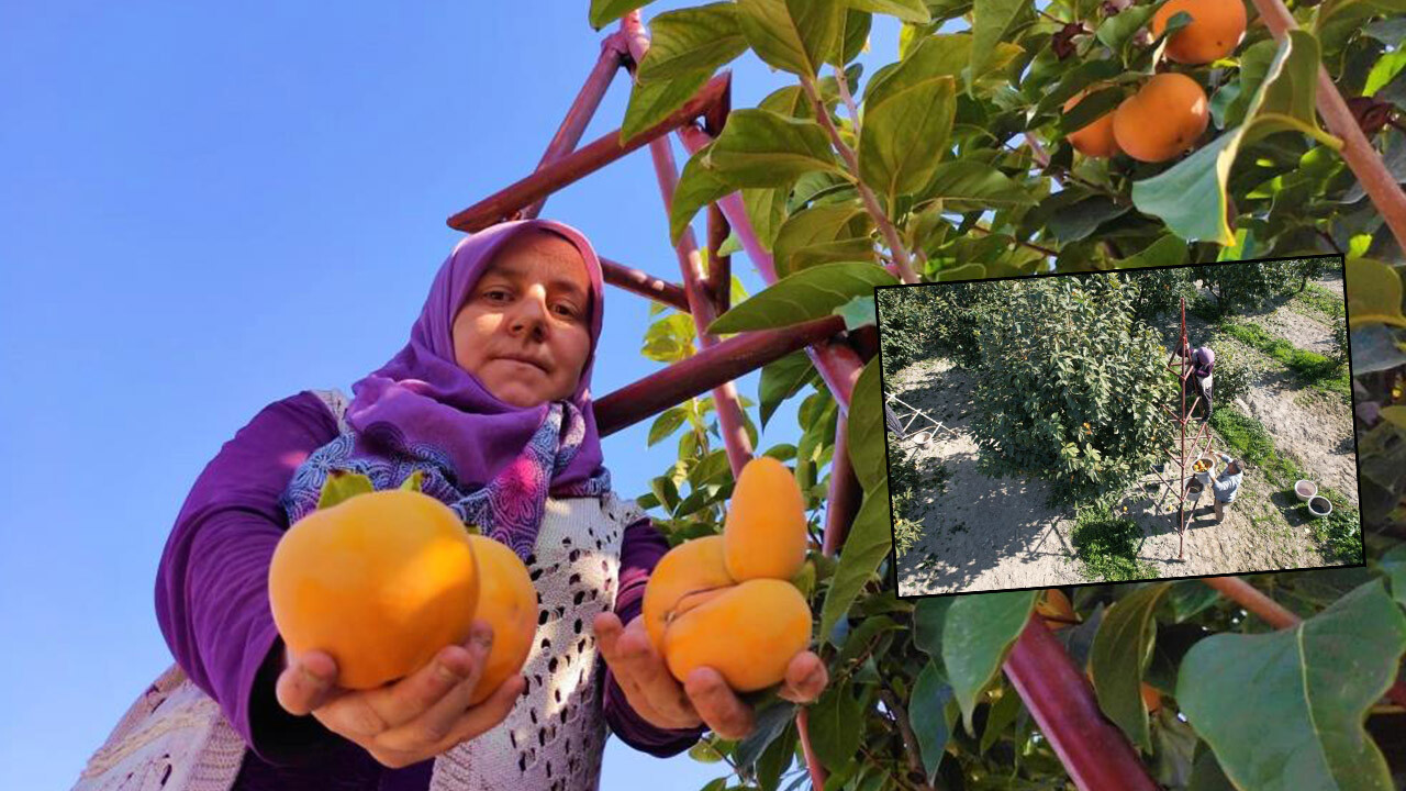 Yurt içi ve yurt dışında büyük talep görüyor! Yaş hurmanın fiyatı yüzleri güldürdü