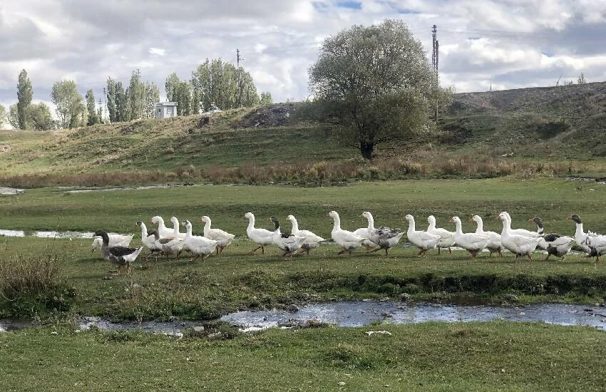 Gastronomik miras sonunda tescillendi! Lezzetiyle damak çatlatan kaz eti artık coğrafi işaretli…