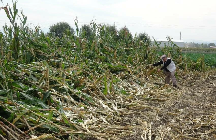 Silajlık mısırlar perişan halde! Ürün tarlada çürümeye bırakıldı...