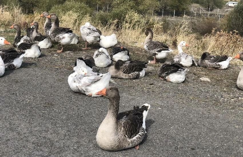 Gastronomik miras sonunda tescillendi! Lezzetiyle damak çatlatan kaz eti artık coğrafi işaretli…