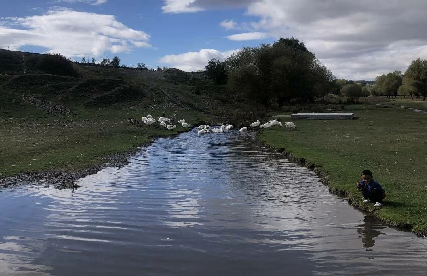 Gastronomik miras sonunda tescillendi! Lezzetiyle damak çatlatan kaz eti artık coğrafi işaretli…