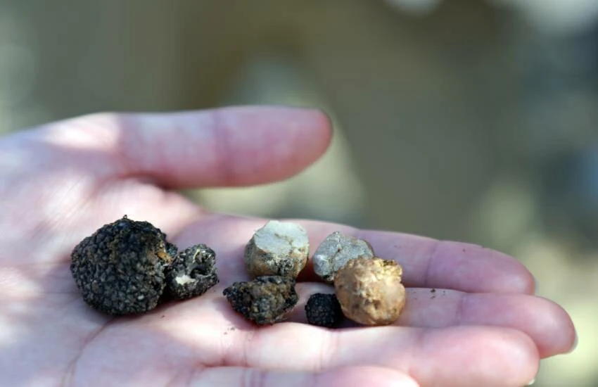 Kara elmasın kilosu 90 bin TL! Kralların yiyeceğini sadece özel eğitimli köpekler bulabiliyor…