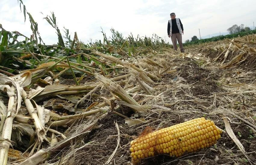 Silajlık mısırlar perişan halde! Ürün tarlada çürümeye bırakıldı...