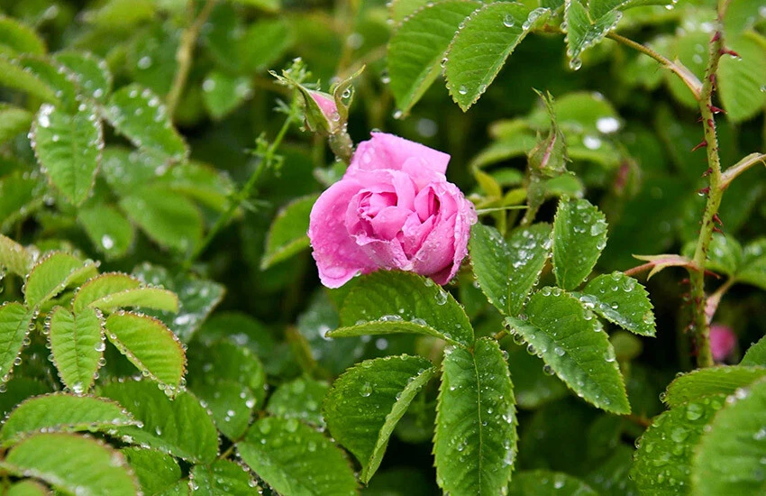 Gülün alım fiyatı belli oldu, bir yılda yüzde yüz zam geldi