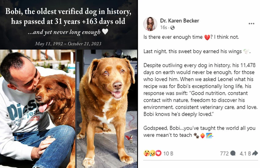 Dünyanın en yaşlı köpeği Bobi hayatını kaybetti! Sahibi uzun yaşamının sırrını açıkladı