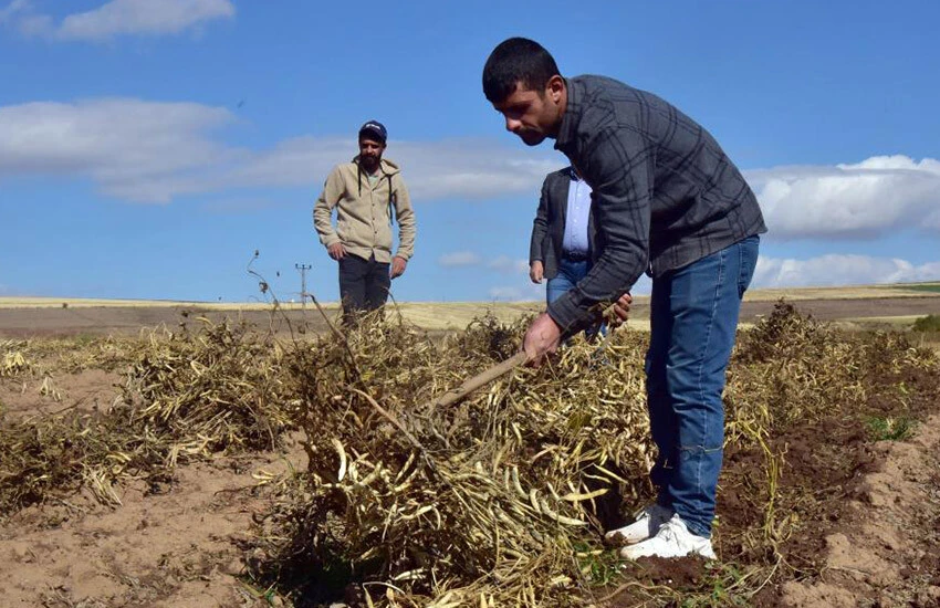 Hasat düştü, fiyatlar yükselecek! Şiddetli yağmur kuru fasulyeyi vurdu
