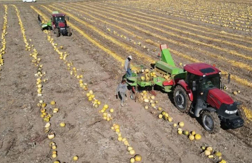Kabak çekirdeğinde hasat başladı.