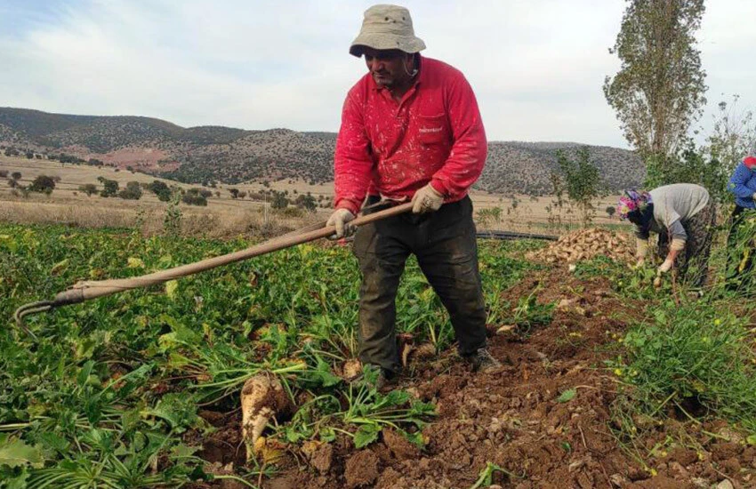 İmece usulü hasat yapan şeker pancarı üreticileri yüksek verim bekliyor