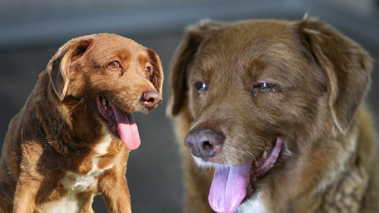 Dünyanın en yaşlı köpeği Bobi hayatını kaybetti! Sahibi uzun yaşamının sırrını açıkladı