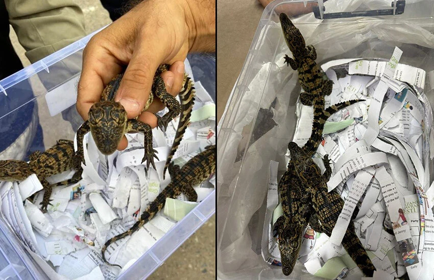 Yavru timsahlar kontrolün ardından Doğa Koruma ve Milli Parklar Müdürlüğü’ne teslim edildi.