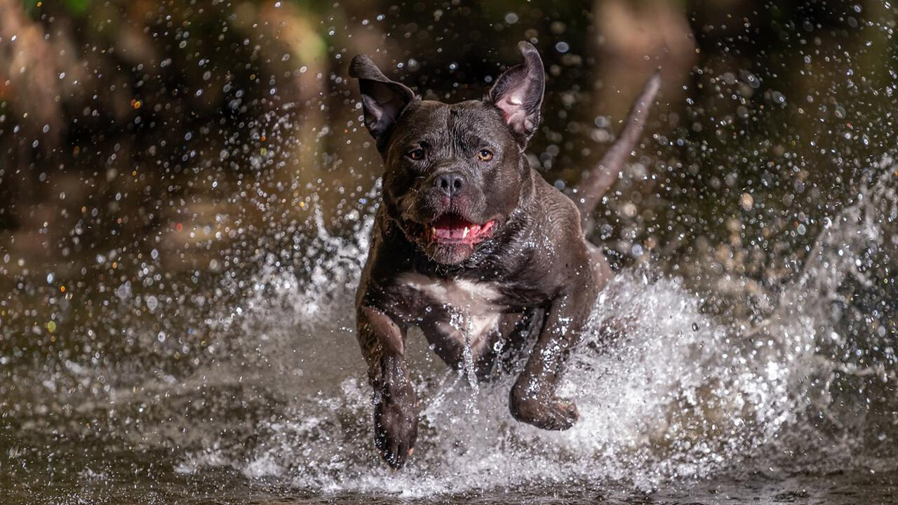 10 yaşındaki çocuğun ölümüne neden olan köpeğin sahibine hapis cezası verildi