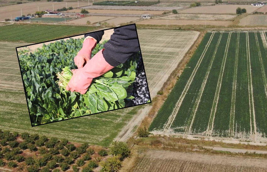 Kışın vitamin deposu olan ıspanakta hasat başladı.