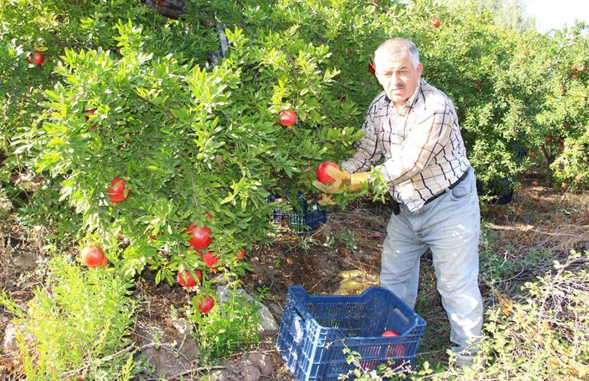 Nar bahçelerinde narın fiyatı 13-15 lira arasından alıcı buluyor.