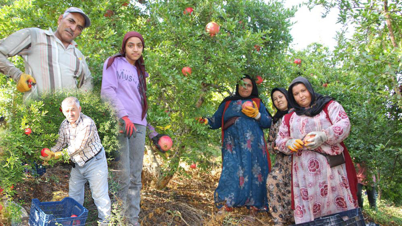 20 bin ton rekolte bekleniyor! Kalp damar sağlığına bire bir: Hasadı başlayan narın fiyatı belli oldu