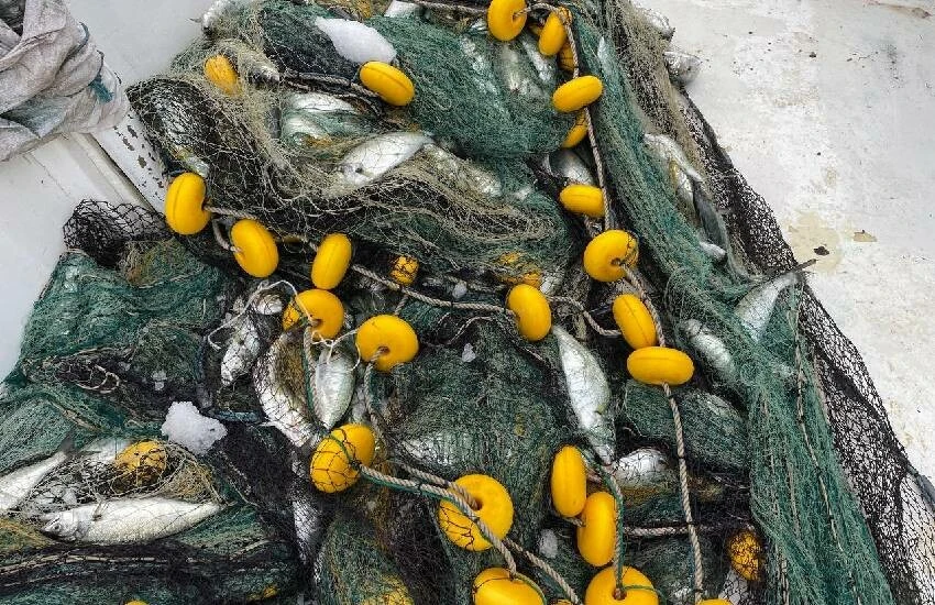 Denizlerin gözdesi geri döndü: 3 bin lüfer balıkçı ağlarına yakalandı!