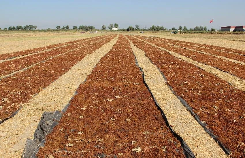 Üzüm üreticilerine sevindirici haber TARİŞ’ten geldi: Kuru üzüm alım fiyatları arttı…