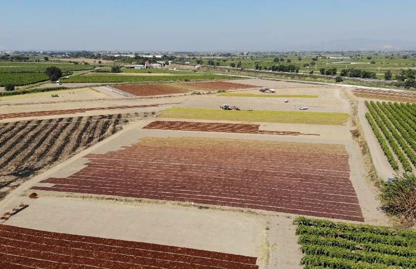 Üzüm üreticilerine sevindirici haber TARİŞ’ten geldi: Kuru üzüm alım fiyatları arttı…