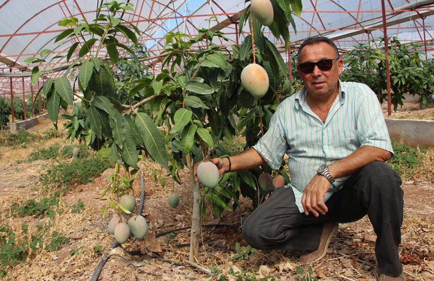 Domatesleri söktü, 4 dönümlük yeni sera kurdu! Kilosunu 200 liradan satıyor: 300 yıllık yatırım ailesini de kurtardı