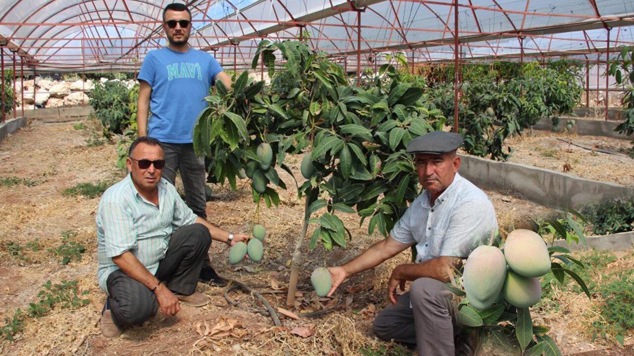 Domatesleri söktü, 4 dönümlük yeni sera kurdu! Kilosunu 200 liradan satıyor: 300 yıllık yatırım ailesini de kurtardı