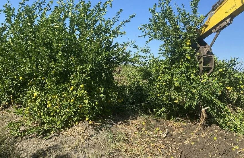 Rekolte yüksek, talep az: Kilosu sakız parasının altına düştü! Adanalı çiftçiler limon ağaçlarını söküyor…