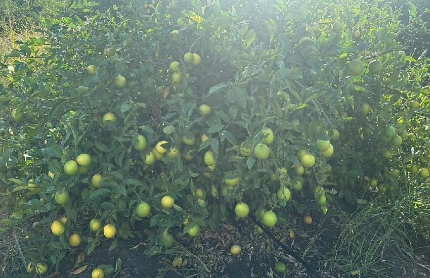 Rekolte yüksek, talep az: Kilosu sakız parasının altına düştü! Adanalı çiftçiler limon ağaçlarını söküyor…