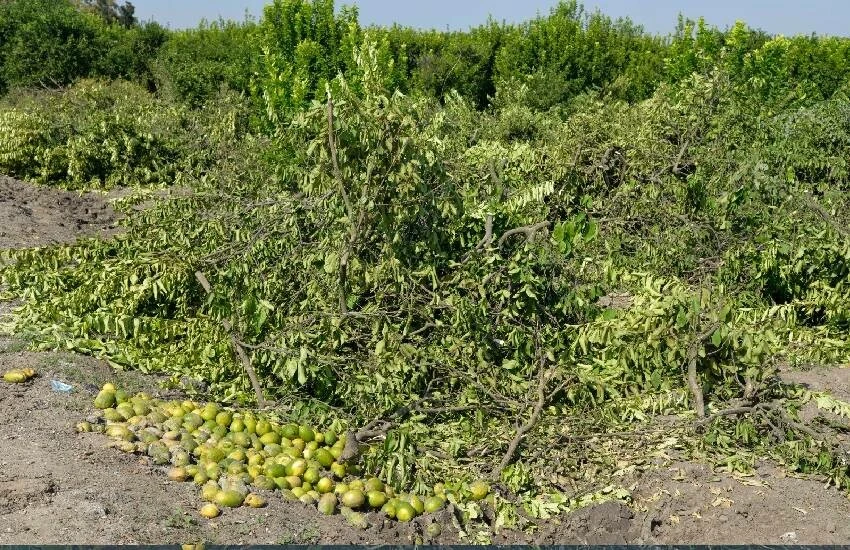 Rekolte yüksek, talep az: Kilosu sakız parasının altına düştü! Adanalı çiftçiler limon ağaçlarını söküyor…